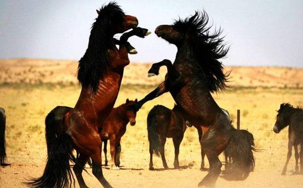 蒙古馬精神是什么,蒙古馬精神指的是哪十六個(gè)字