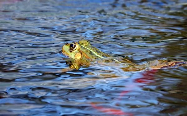青蛙為什么會(huì)呱呱的叫,夏天青蛙為什么叫個(gè)不停