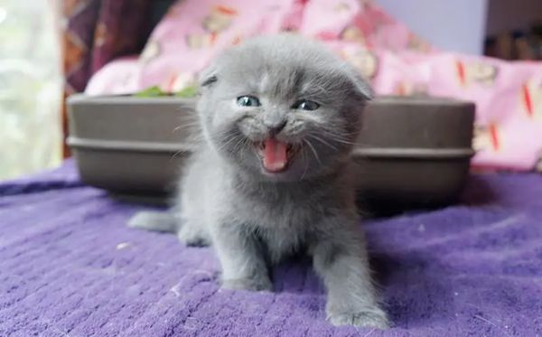 折耳貓為什么不能養(yǎng),不能養(yǎng)折耳貓是怎么回事