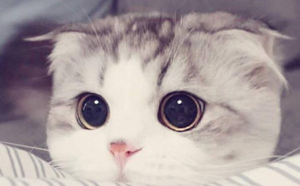 折耳貓為什么不能養(yǎng),不能養(yǎng)折耳貓是怎么回事