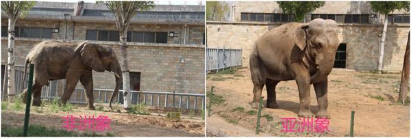 為什么非洲象的耳朵比亞洲象的耳朵大