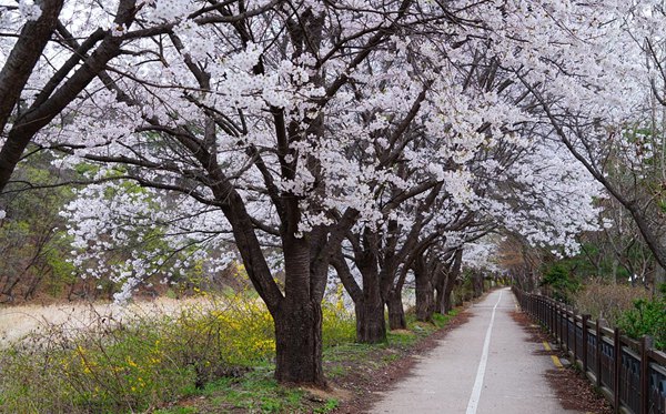 南京有哪些大學,南京市所有大學名單一覽表